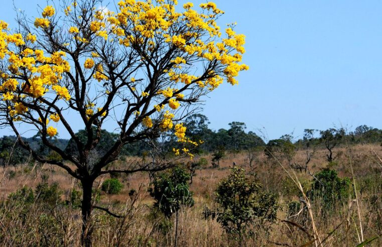 Cerca de 80% do desmatamento no Cerrado de MT foi feito ilegalmente