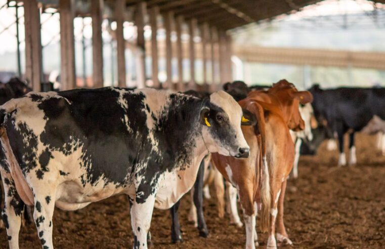 Vendas de carne bovina à China são suspensas após caso de vaca louca