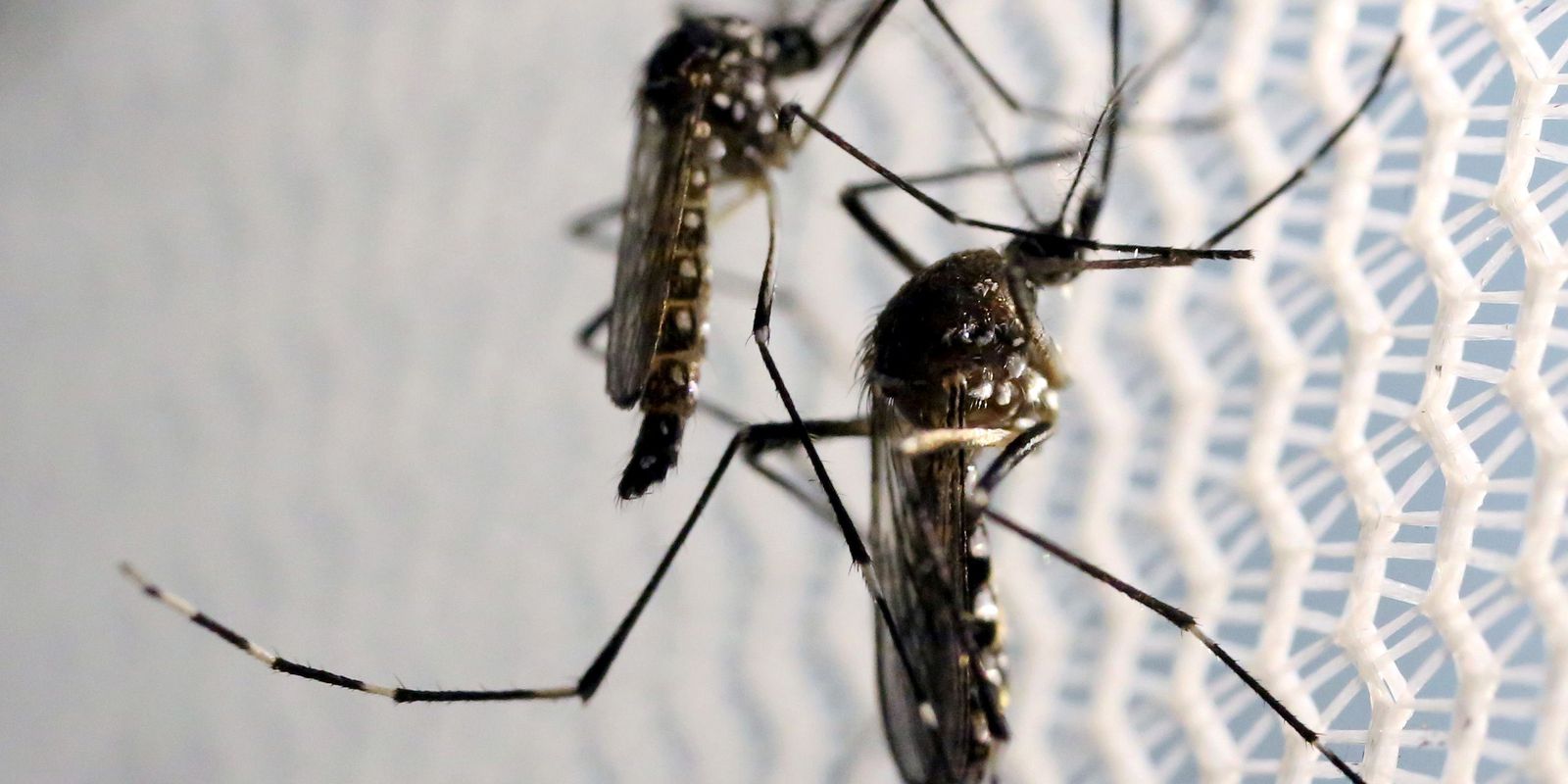 Campos registra a primeira morte por dengue no estado do Rio em 2023